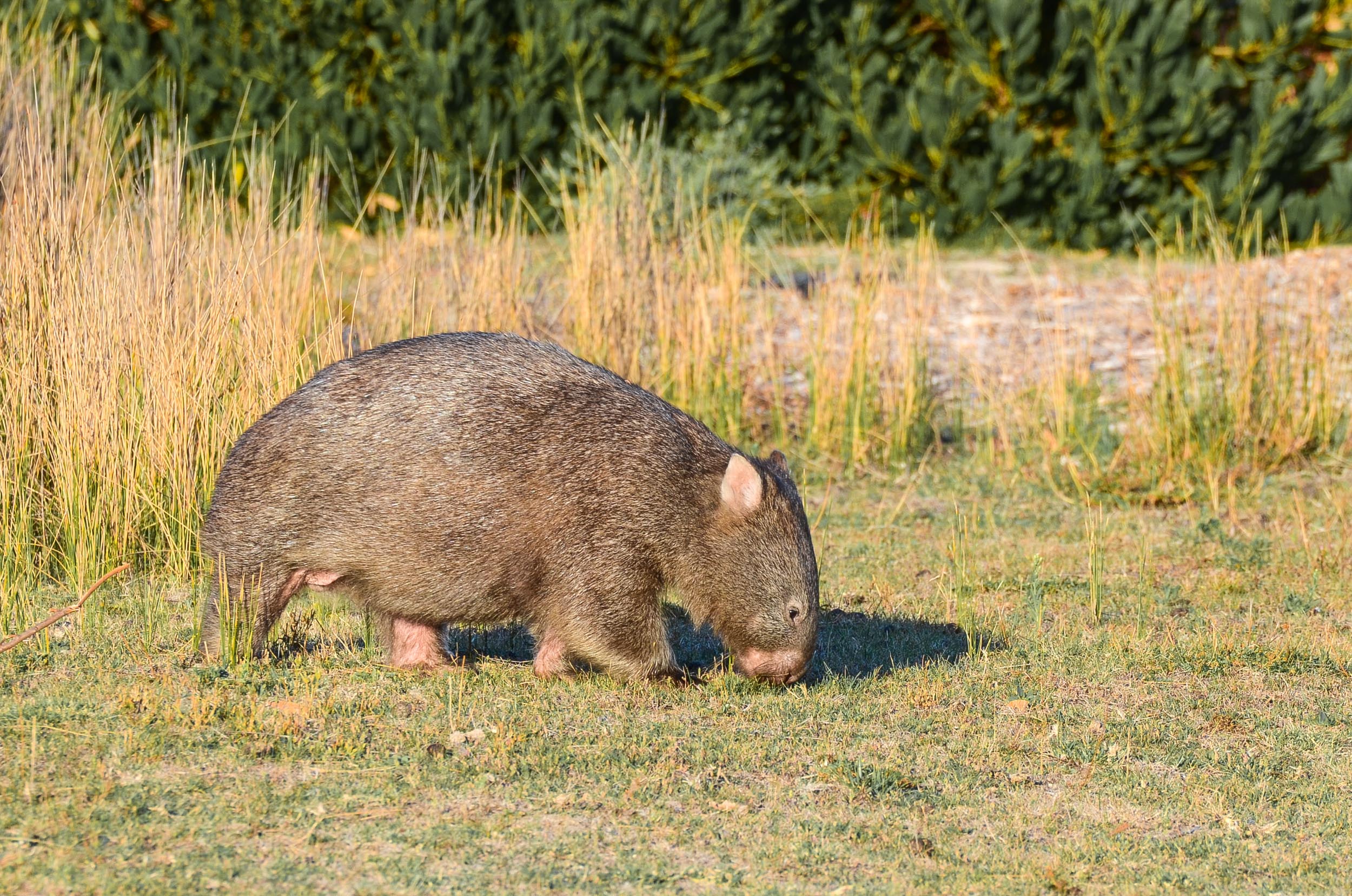 wombat wilsons promontory