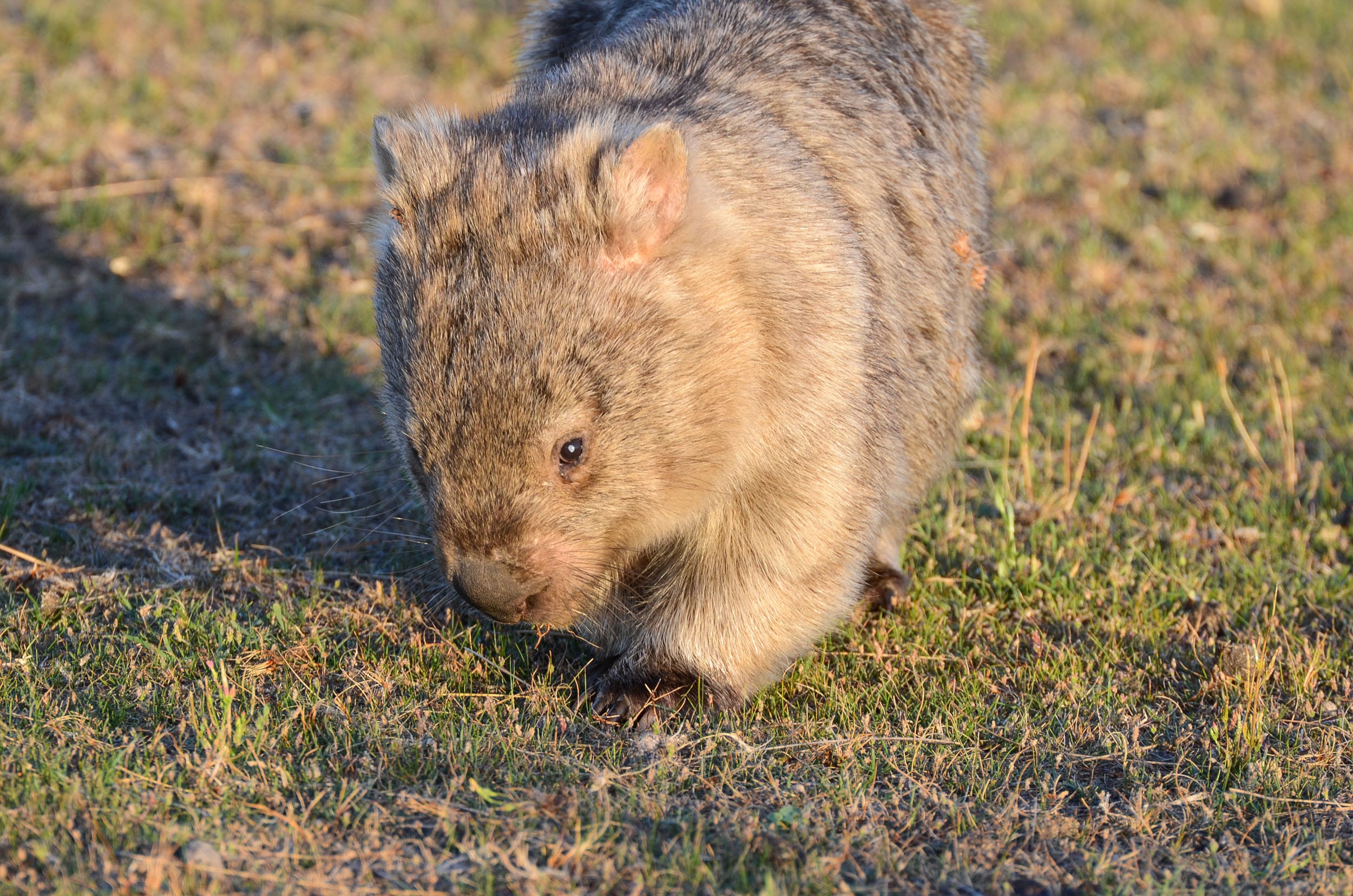wombat wilsons promontory