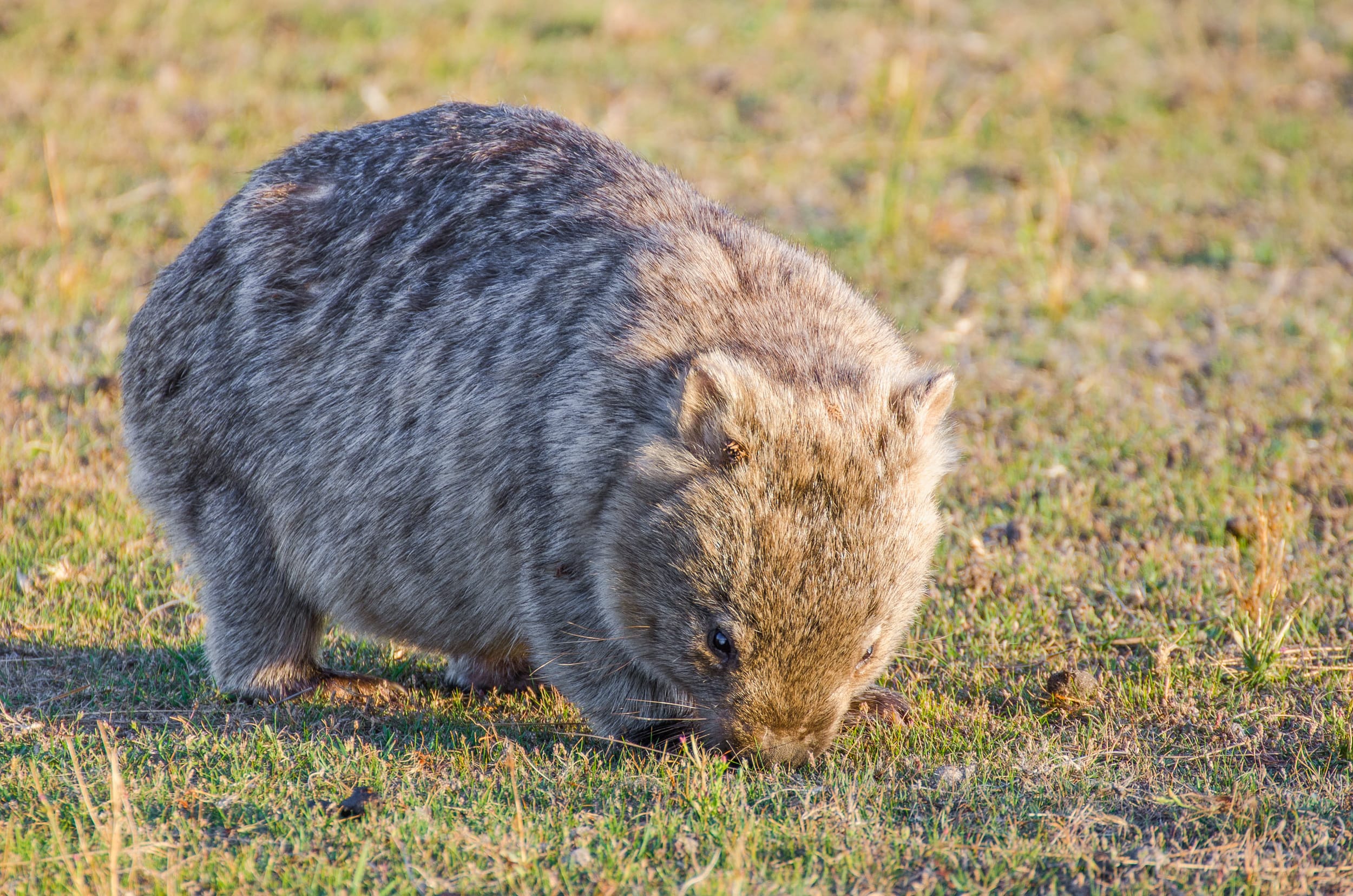 animaux d'australie wombat