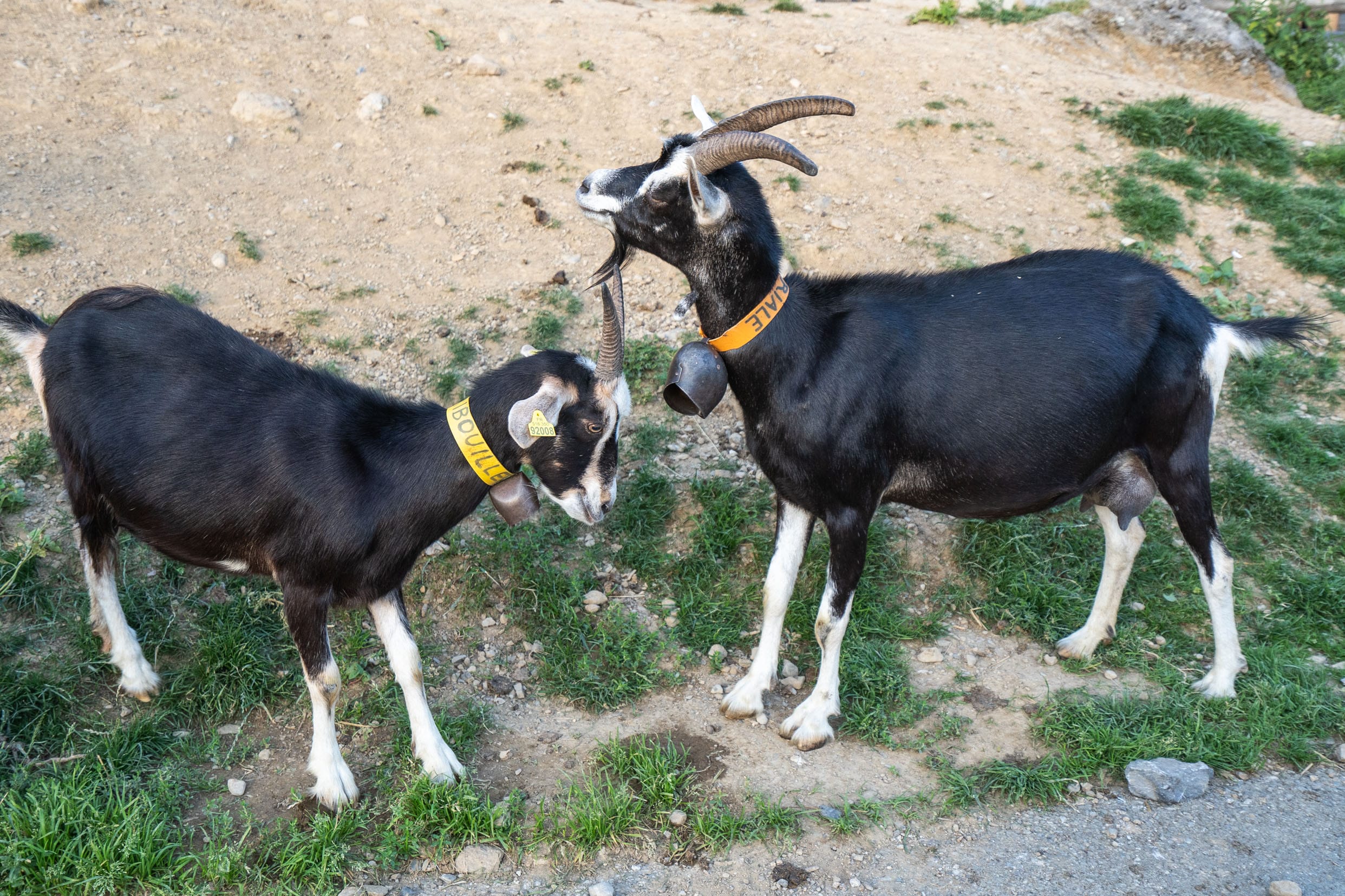 chèvres les lindarets haute-savoie