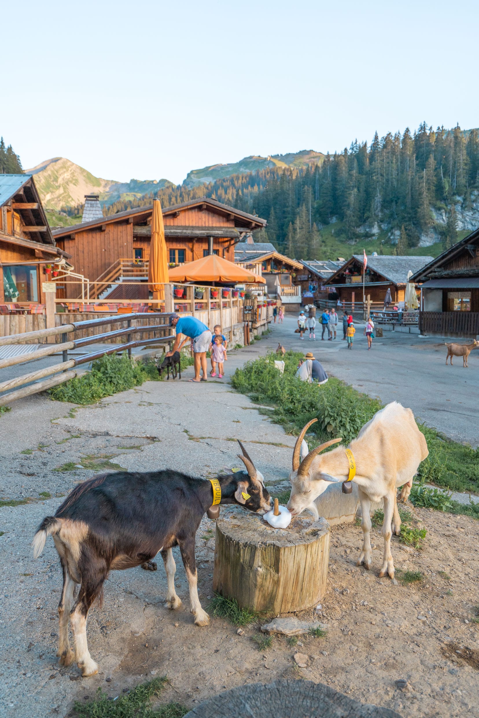chèvres les lindarets haute-savoie