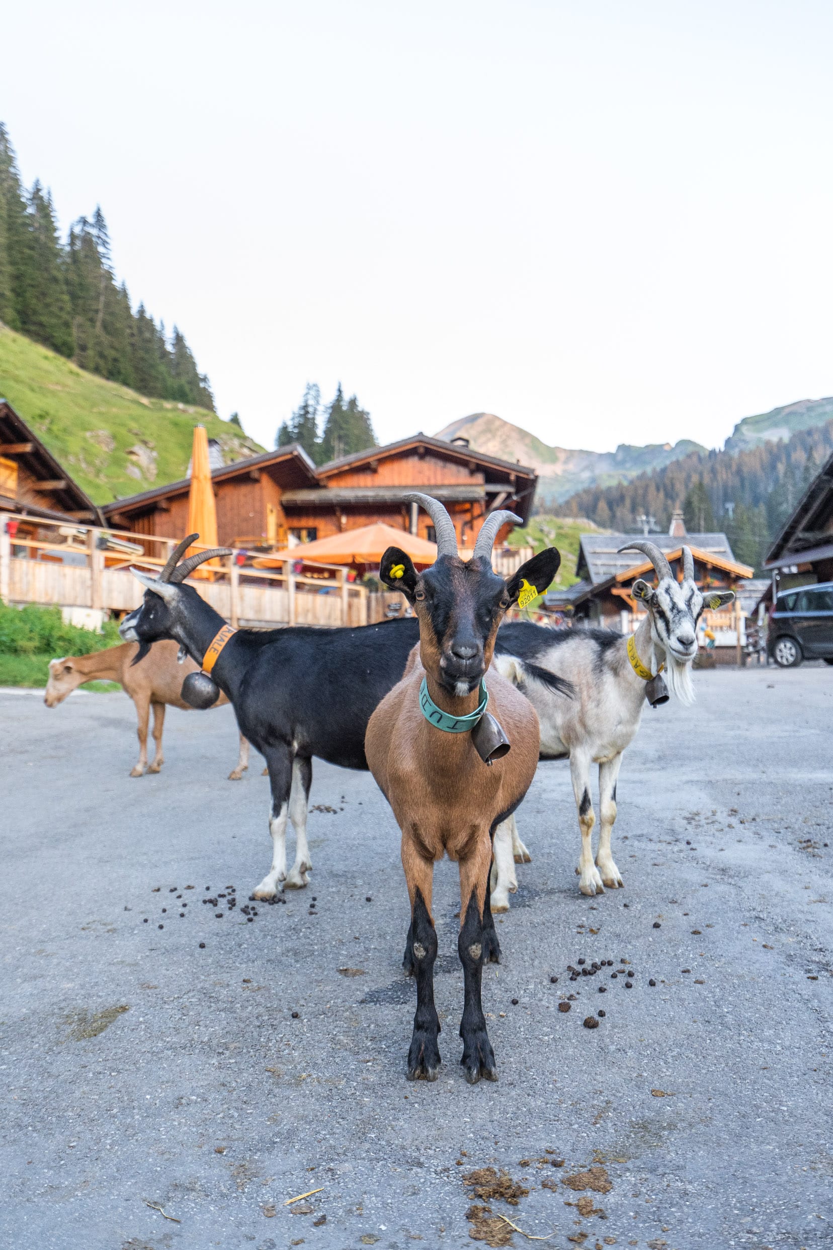 chèvres les lindarets haute-savoie